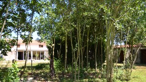 Een huis omringd door hoge bomen en groen.