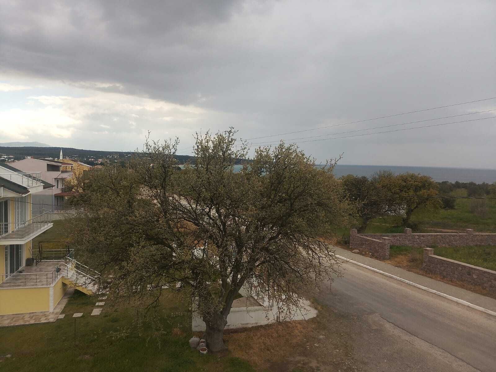 A residential area with a tree in the foreground, a road, and houses in the background.