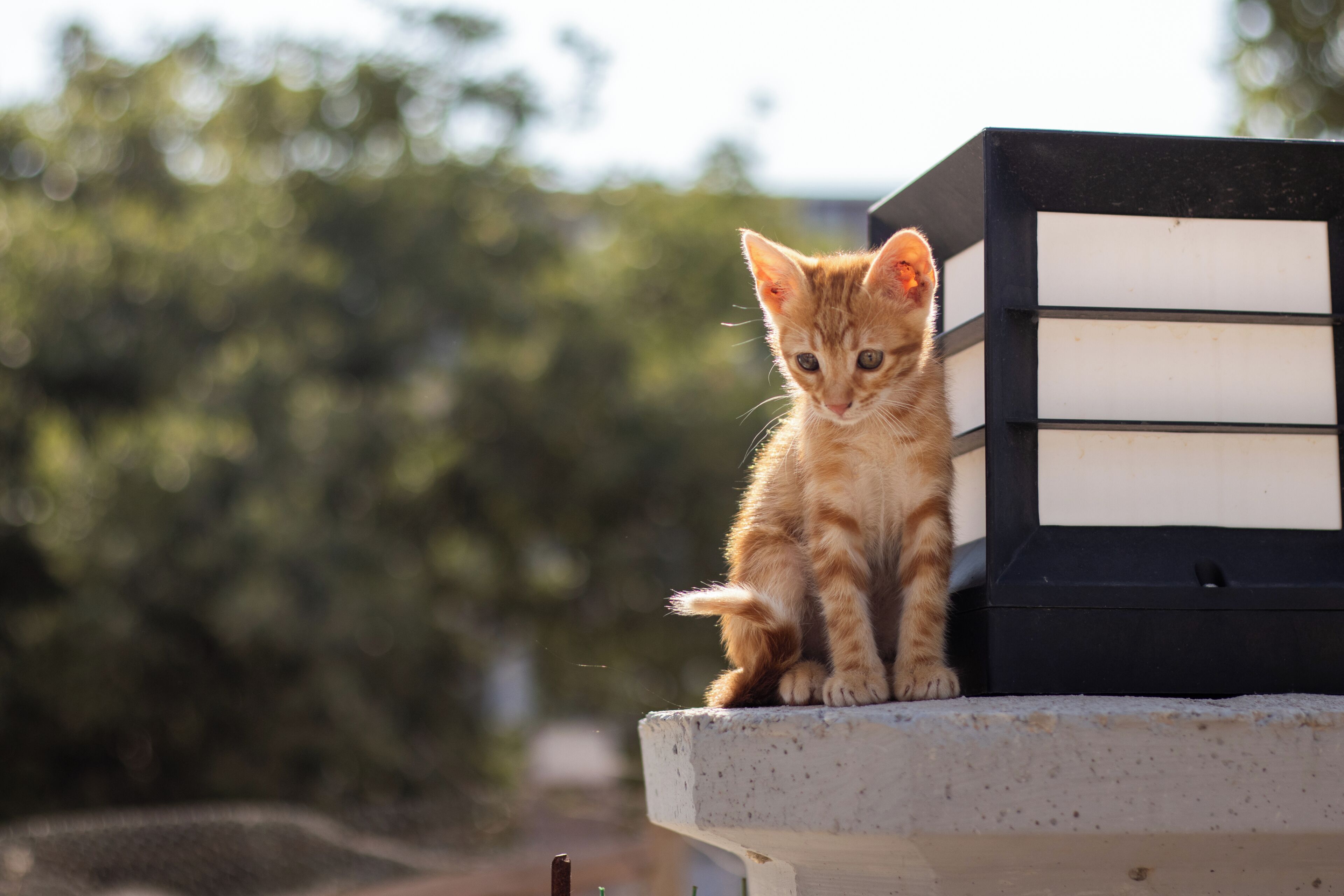 A kitten sitting on a concrete ledge next to a black and white object.