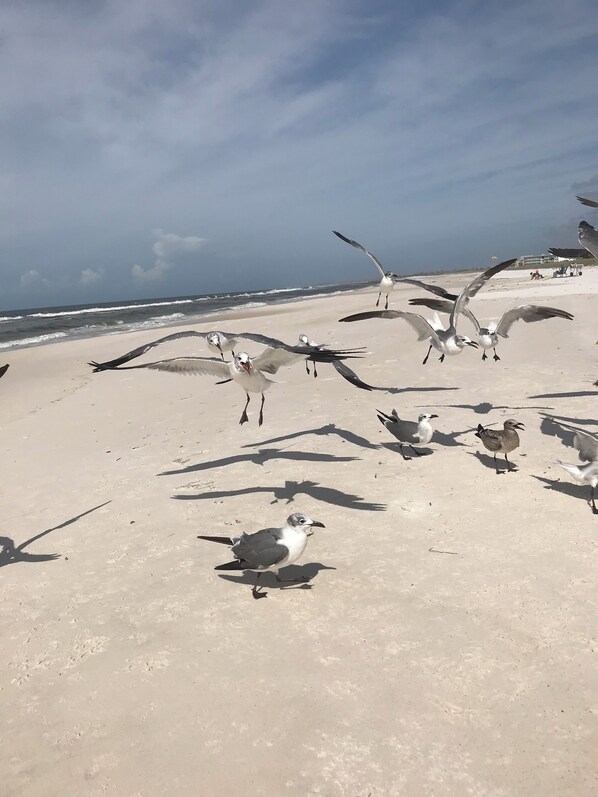 Une plage avec des mouettes.