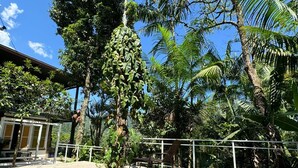 A swimming pool surrounded by lush greenery, including tall trees and palm fronds. - House with lounge balcony and panoramic view in Vargem Grande, (Vargem Grande Rio de Janeiro)
