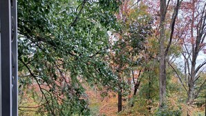 A view of a garden with various trees and shrubs, a metal railing, and a bird feeder.