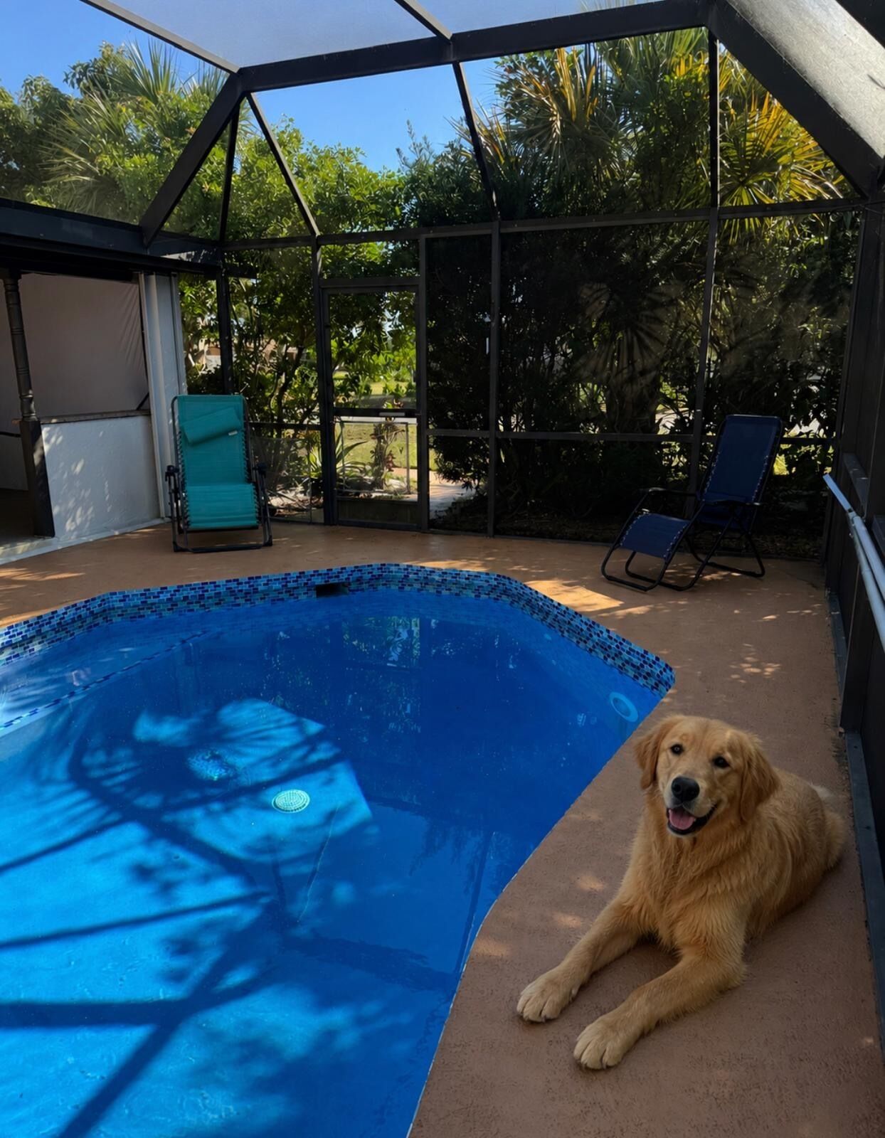 A swimming pool with a glass enclosure, two lounge chairs, and a dog.