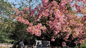 Un jardín con cerezos en flor y dos sillas de madera.