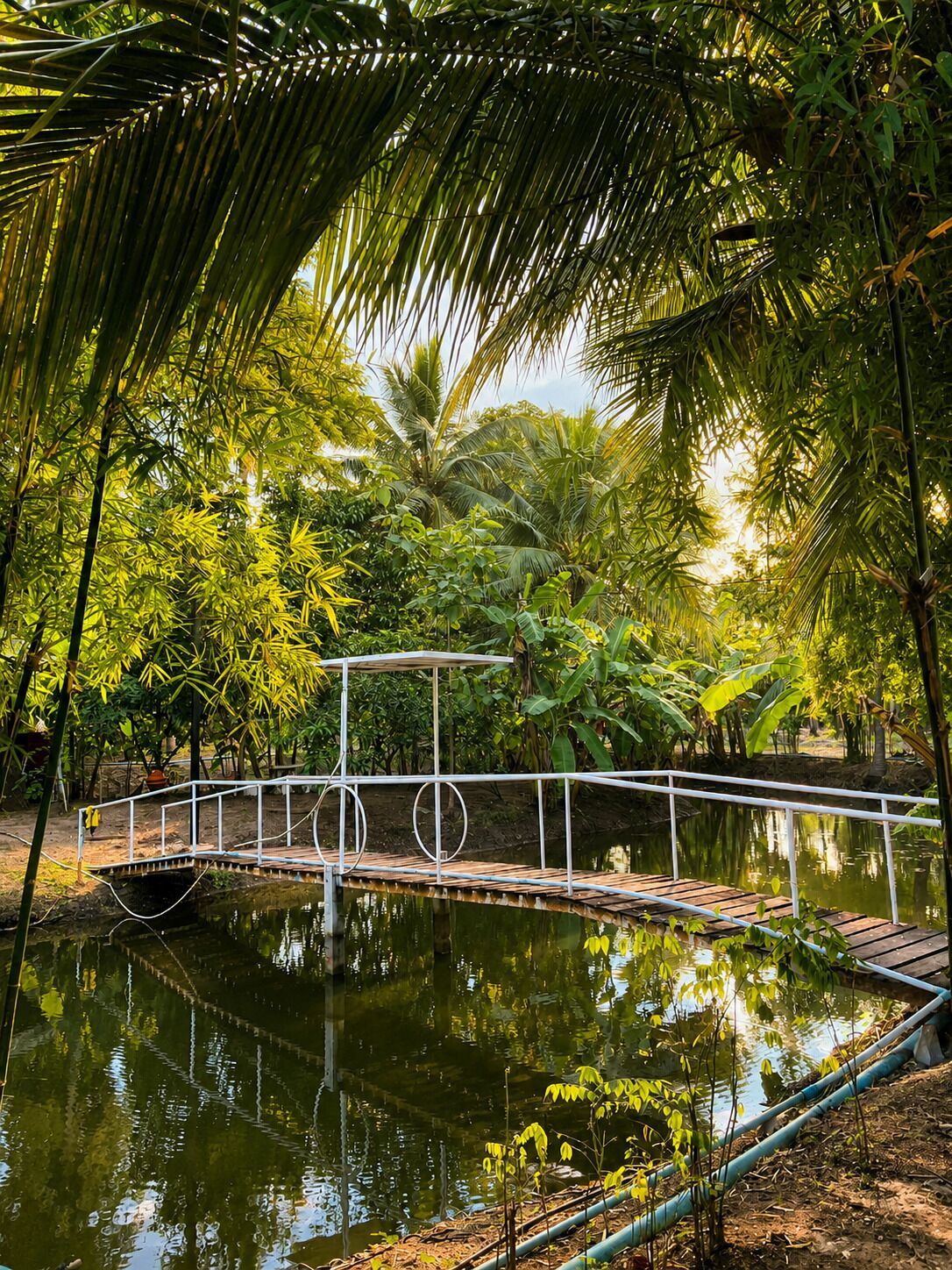 Un espacio exterior tranquilo con muelle de madera sobre el agua, rodeado de abundante vegetación y palmeras.