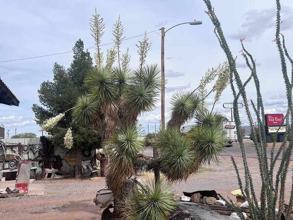 A desert landscape with yucca plants, a wooden structure, and a Red Roof sign.