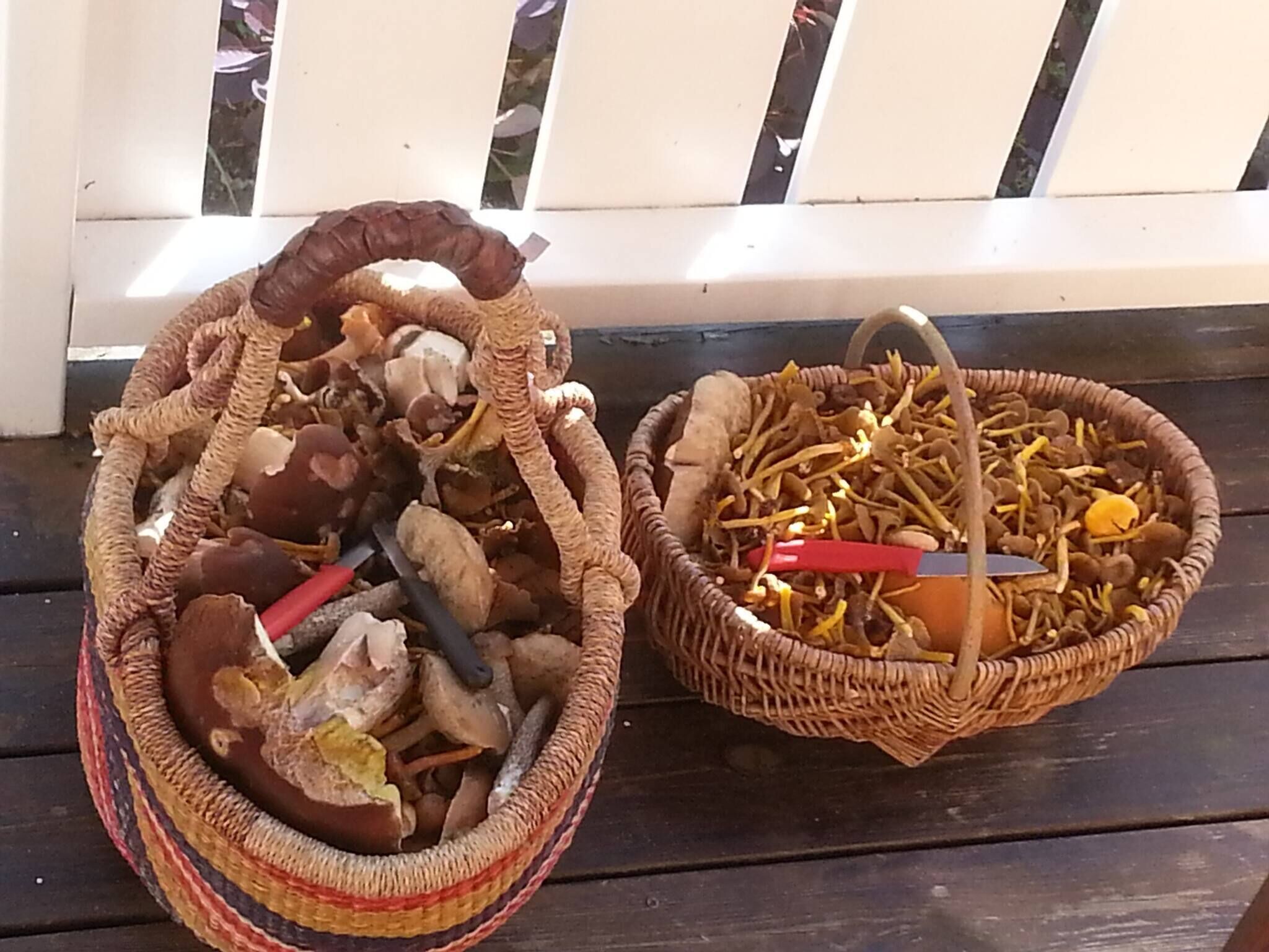 Two wicker baskets filled with mushrooms on a wooden bench.