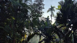 A dirt path through a dense forest with sunlight filtering through the trees. - Warichora Homestay and Rooms Meghalaya (South Garo Hills)