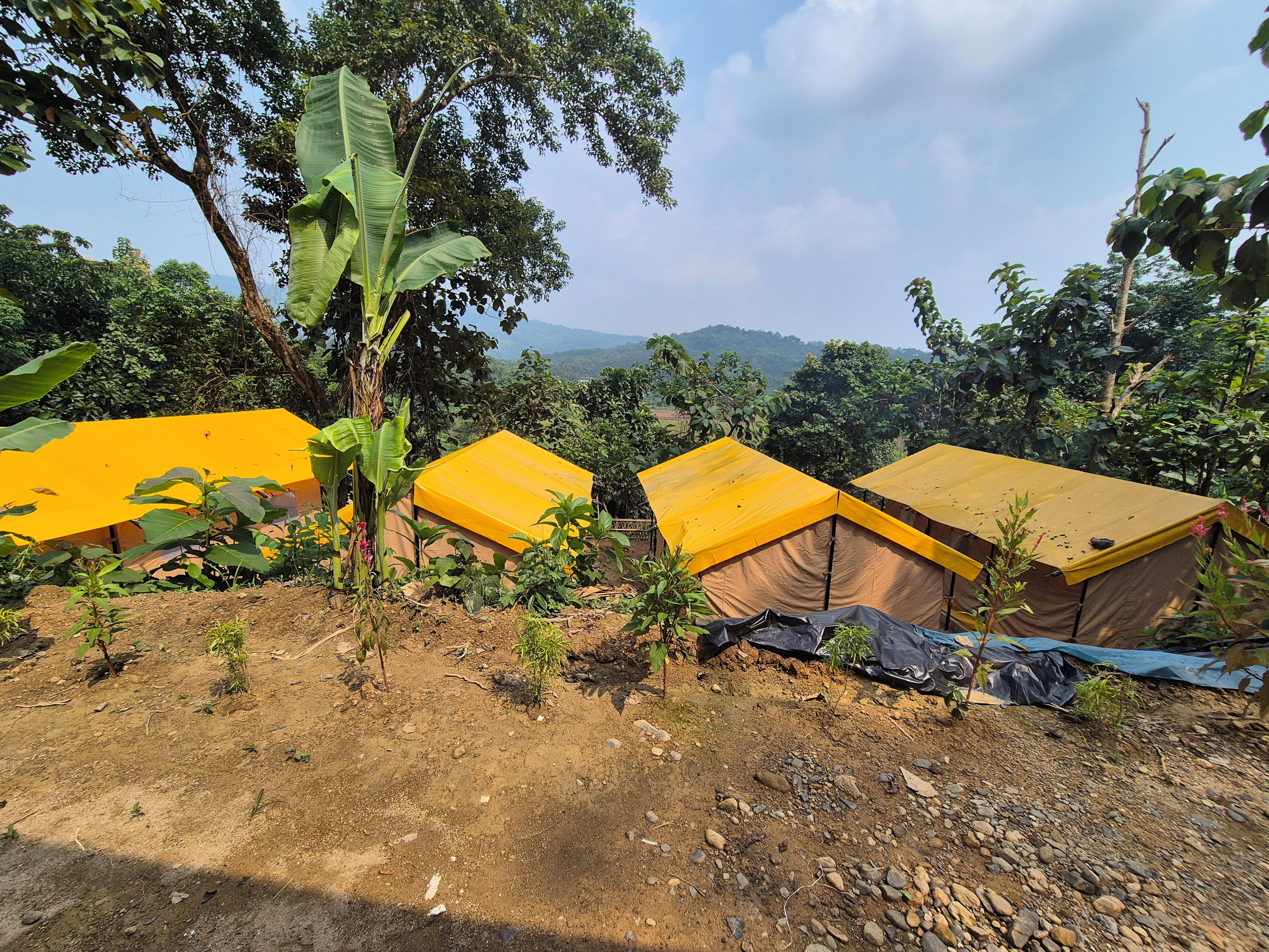A campsite with tents and a banana tree.