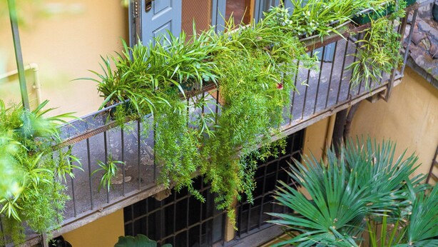 A yellow building with a balcony adorned with green plants.