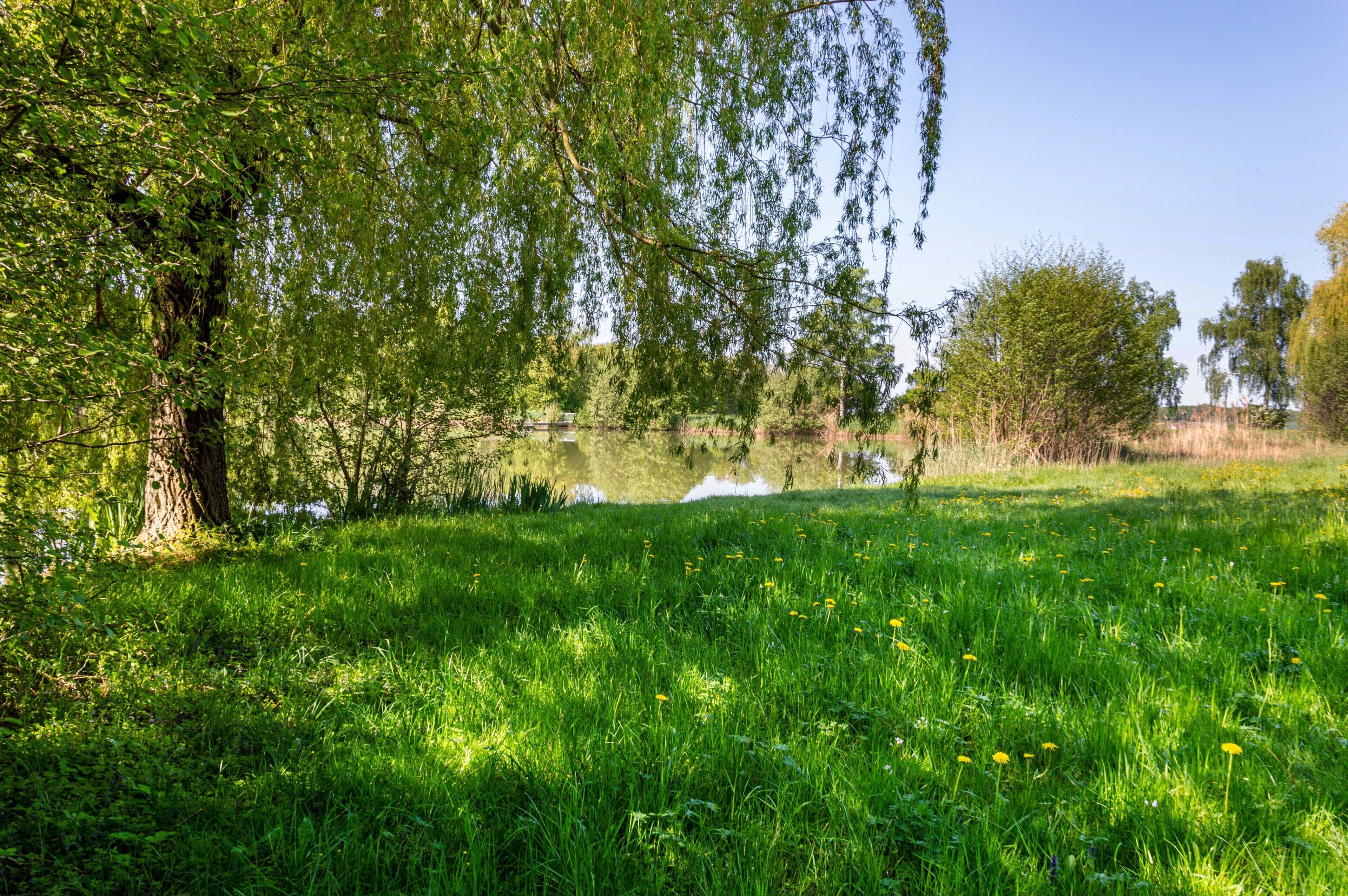 A grassy field with trees and a body of water.