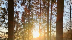 Ein Wald mit hohen Bäumen und Licht, das durch das Blätterdach scheint.
