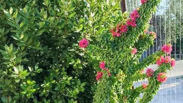 Ein Blumentopf mit rosa Blüten neben einer Steinmauer und einem Metallzaun.