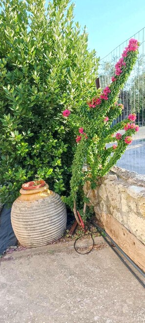 A potted plant with pink flowers next to a stone wall and a metal fence.