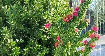 Politimi's house in Lakonia