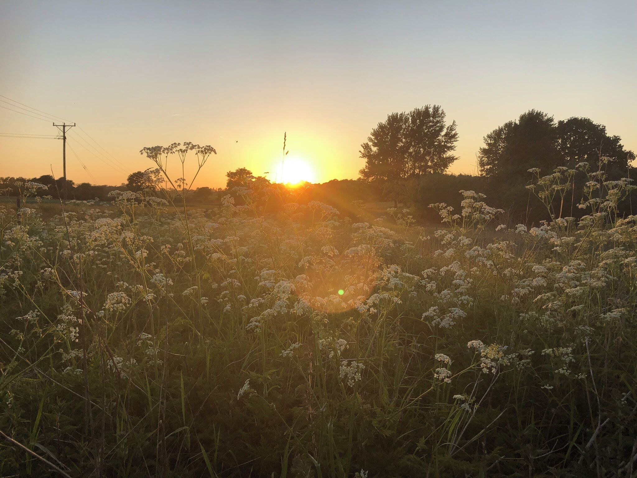 Un champ avec de hautes herbes et des arbres en arrière-plan, au coucher du soleil.