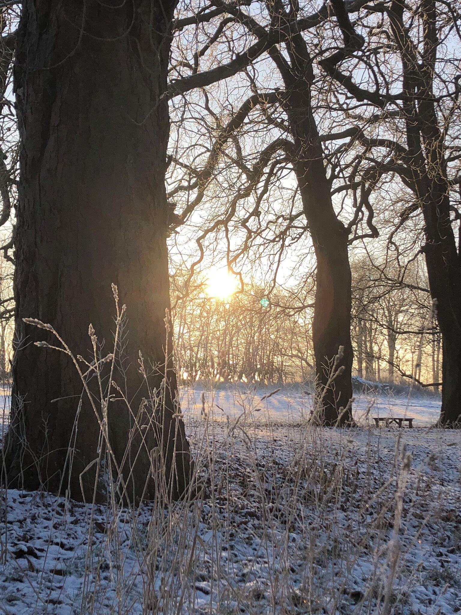 Ett snötäckt landskap med kala träd och en bänk.