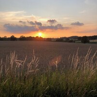 Un campo al atardecer con cielo despejado.