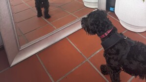 A dog standing in front of a mirror, reflecting the interior of a house with potted plants and a tiled floor.