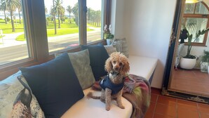 A small dog sitting on a sofa with a view of palm trees and a road through the window.