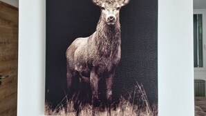 A framed deer artwork on a wall.