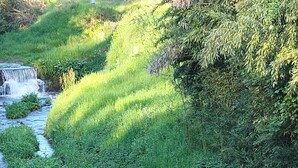 Un petit ruisseau serpente à travers un paysage verdoyant et luxuriant, bordé de part et d’autre d’une végétation dense.