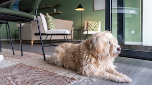 Un perro recostado sobre una alfombra en una habitación con pared verde, un sofá y una lámpara.
