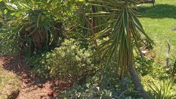 Room, Multiple Bedrooms, Terrace, Garden View | Garden