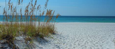 A sandy beach with tall grasses and a clear blue sky.
