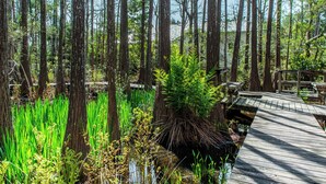 A wooden boardwalk through a forest with tall trees and green undergrowth. - 🐟Spacious Balcony-Across from Beach-2 Pools-Cassine Way 303🐟 (Santa Rosa Beach)