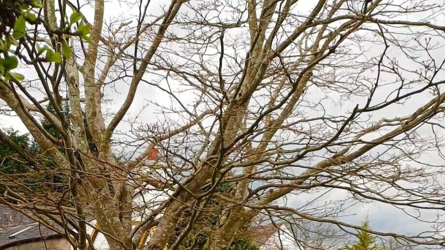 Riverside Cottage at Logwood Mill
