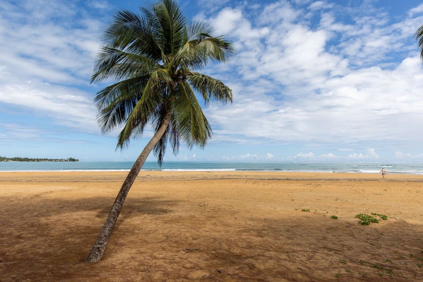 Una playa con una palmera y una persona caminando a lo lejos.
