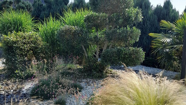 Ein Garten mit verschiedenen Pflanzen und einem Steinweg.