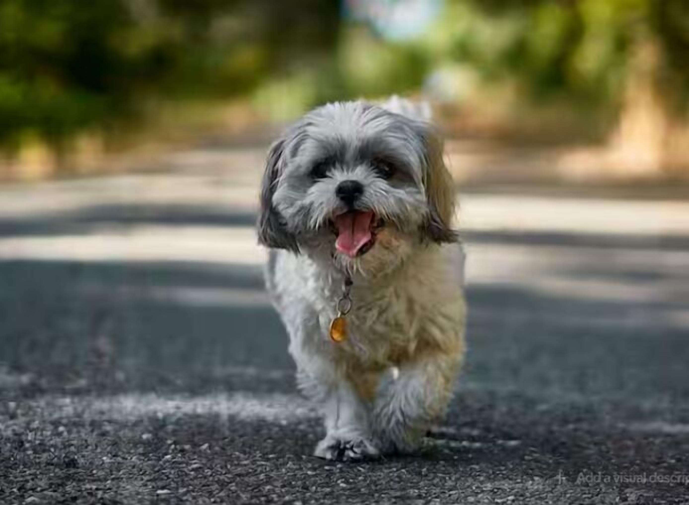 Un goset petit i esponjós passeja per un camí pavimentat.