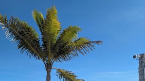 Escena de playa con una palmera, un banco de madera y un cielo azul despejado.