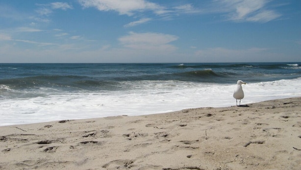 A seagull on a sandy beach with the ocean in the background.