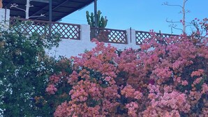 A building with a white exterior, a wooden fence, and a covered area with a cactus.