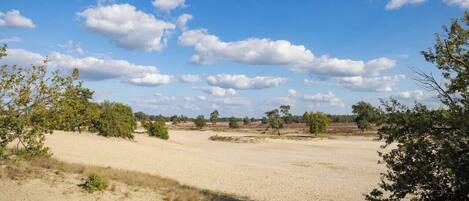 A vast, open sandy landscape with scattered trees and a clear blue sky.