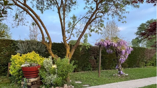 A garden with various plants, a pathway, and a hedge in the background. - Charming chalet with WiFi and AC in lovely Rubano (Rizzi)