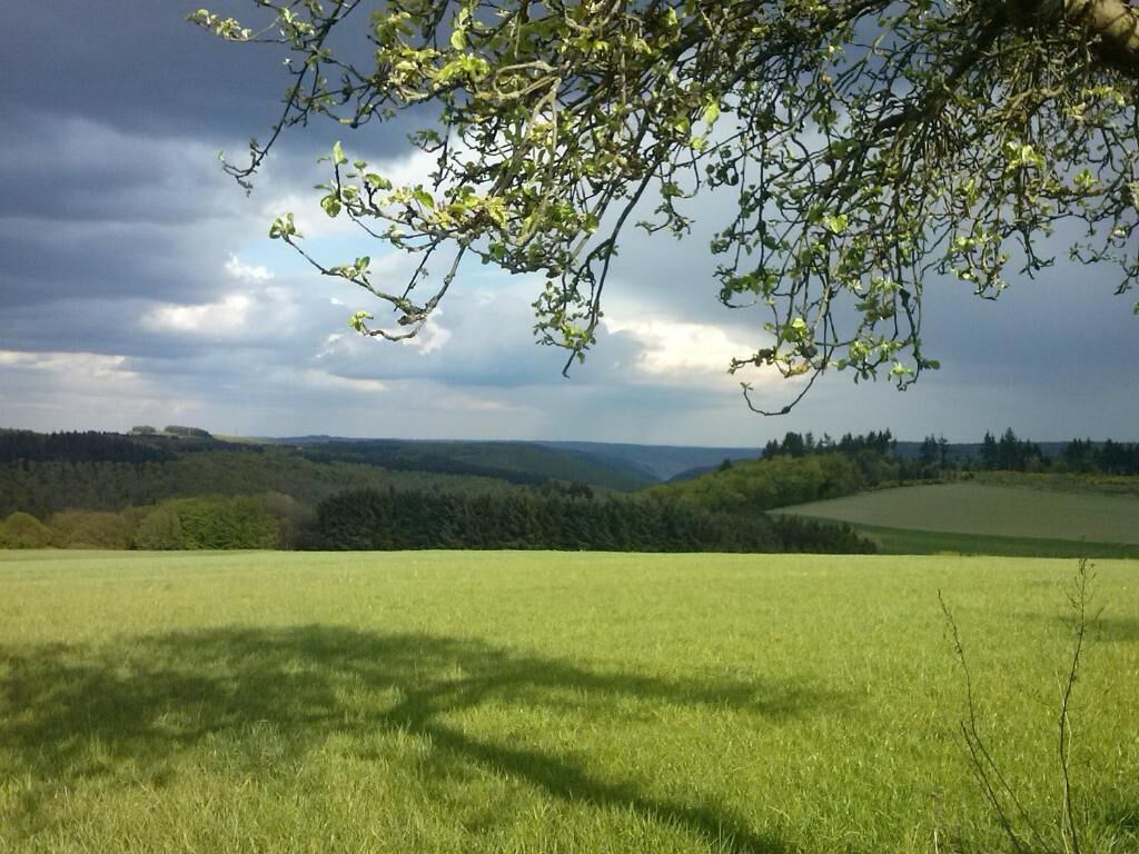 Un champ herbeux avec une branche d’arbre au premier plan et un paysage vallonné en arrière-plan.