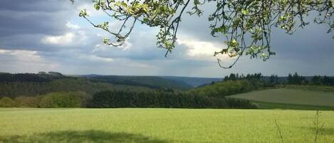 Un champ herbeux avec une branche d’arbre au premier plan et un paysage vallonné en arrière-plan.