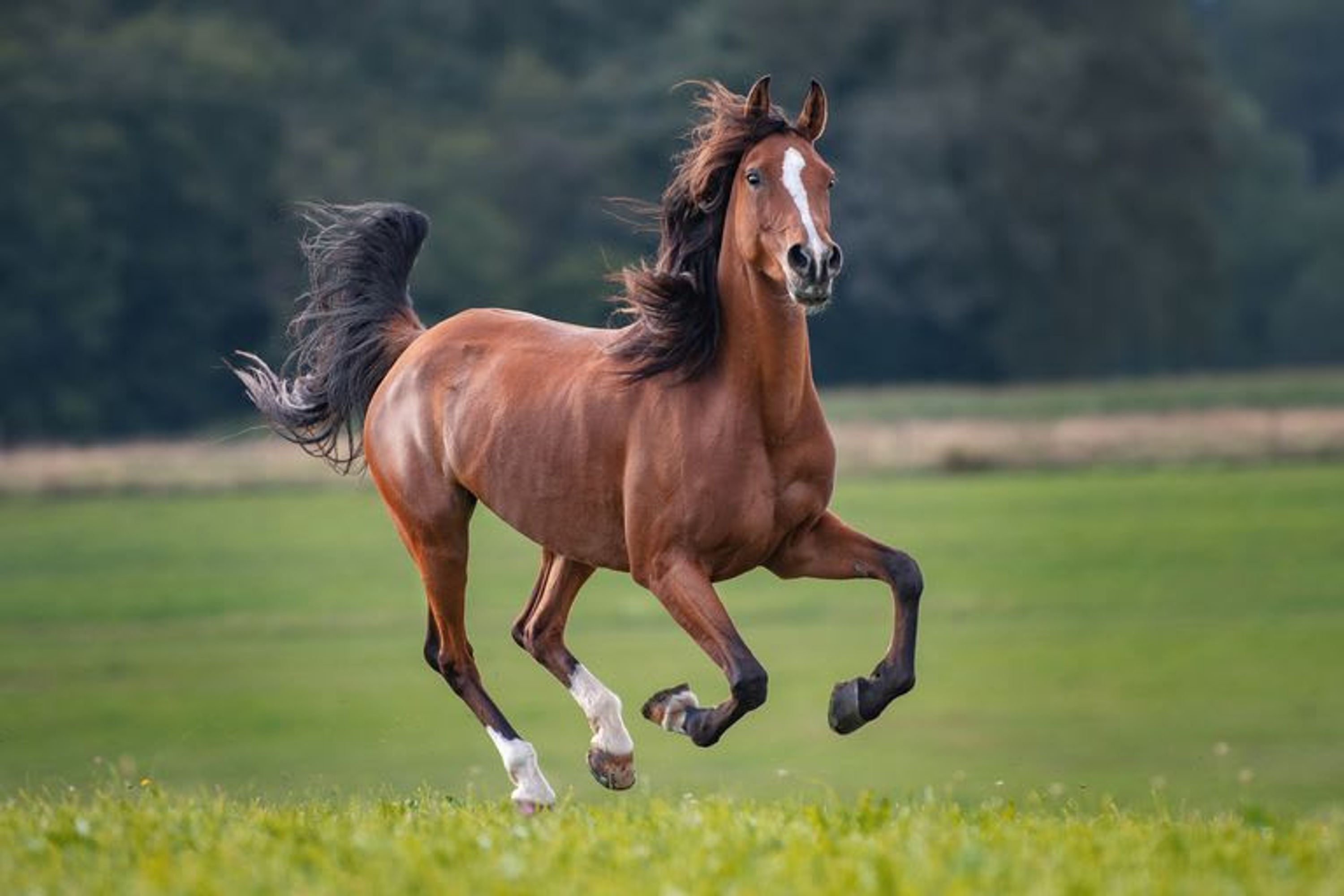 A horse running in a grassy field.