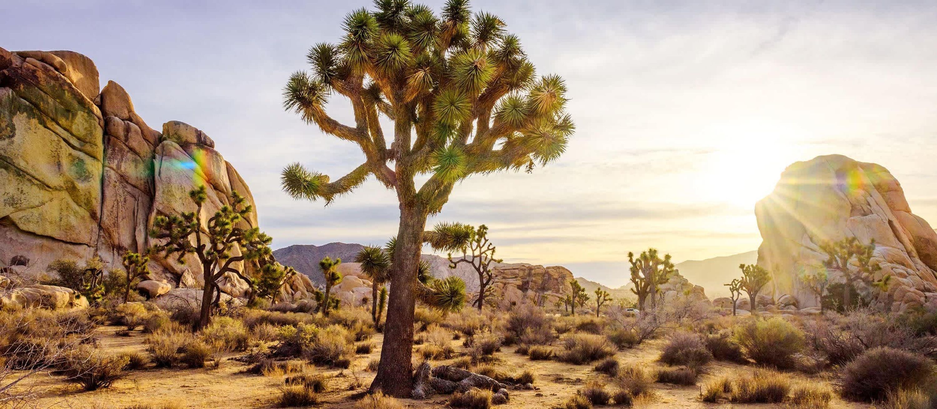 Un paysage désertique avec un arbre de Josué bien visible et des formations rocheuses.