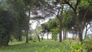 Un parc avec des arbres et de l’herbe.