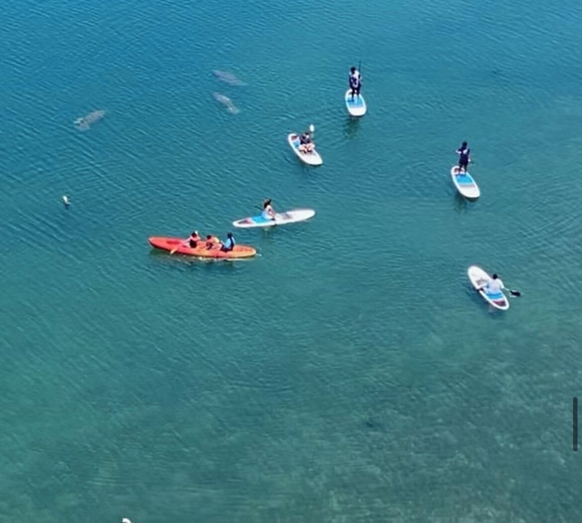 Ovenudblik over et antal paddleboards og kajakker på roligt vand.