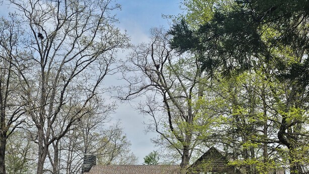 A rustic log cabin with a stone foundation, surrounded by trees and a wooden fence. - Sam A Baker State Park (Patterson)