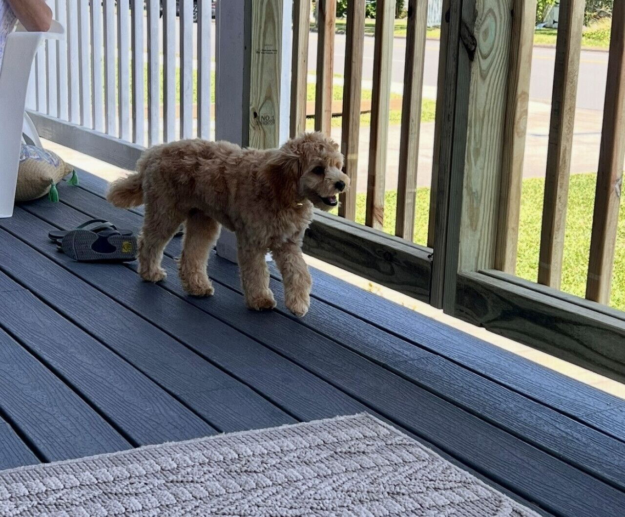 Un petit chien aux poils bouclés, debout sur une terrasse en bois avec une rambarde blanche, et en arrière-plan, une zone herbeuse.