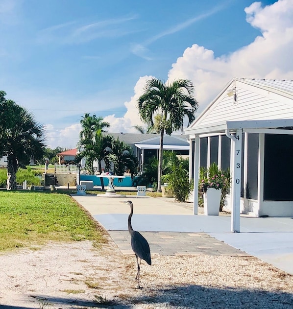 A residential area with a white house numbered 730, a paved driveway, and a bird standing on the grass.