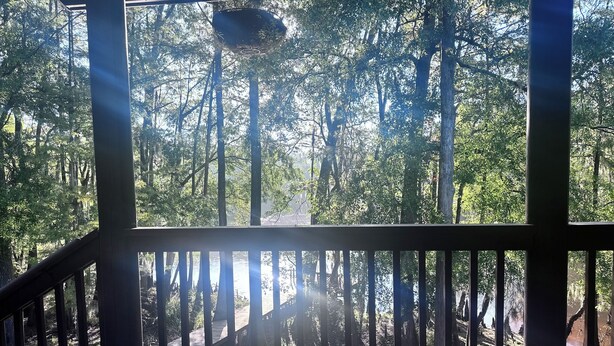 En træterrasse med udsigt over en skov.