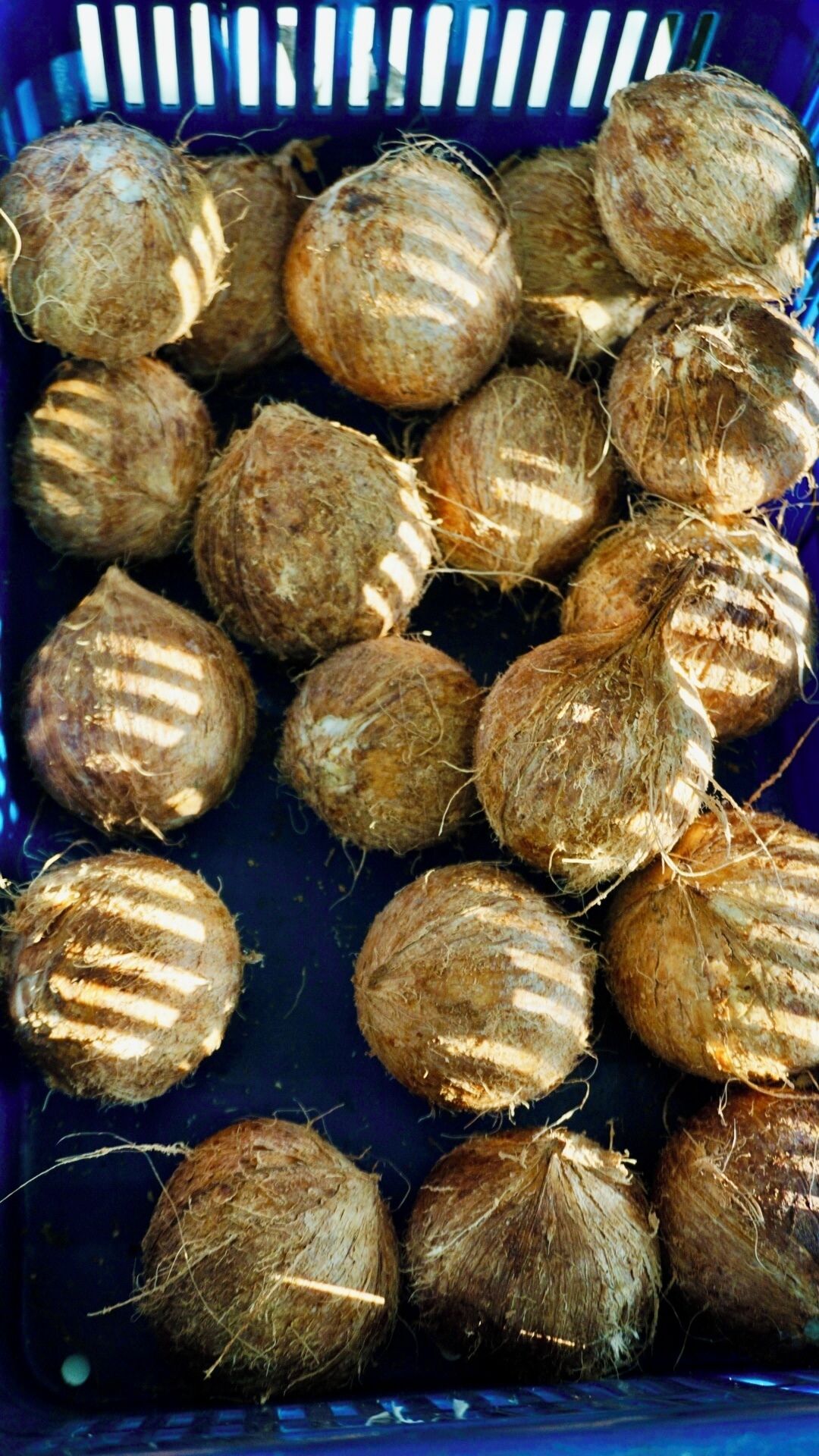 Un cesto pieno di noci di cocco.